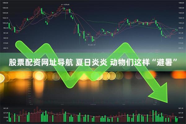 股票配资网址导航 夏日炎炎 动物们这样“避暑”